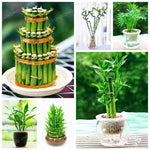 6 Kinds Lucky Bamboo Choose Potted Bonsai
