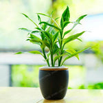 6 Kinds Lucky Bamboo Choose Potted Bonsai
