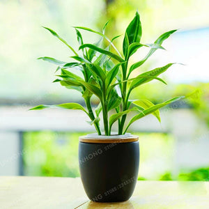 6 Kinds Lucky Bamboo Choose Potted Bonsai