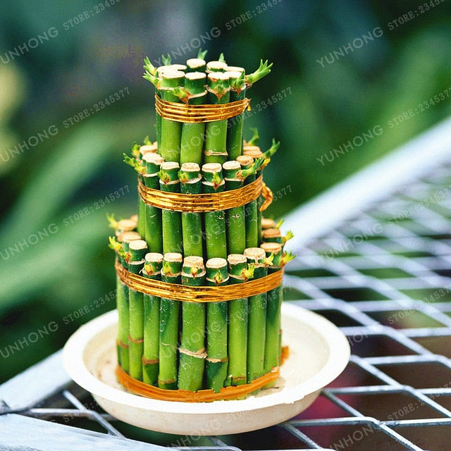 6 Kinds Lucky Bamboo Choose Potted Bonsai