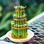 6 Kinds Lucky Bamboo Choose Potted Bonsai
