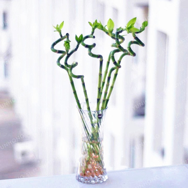 6 Kinds Lucky Bamboo Choose Potted Bonsai