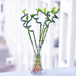 6 Kinds Lucky Bamboo Choose Potted Bonsai