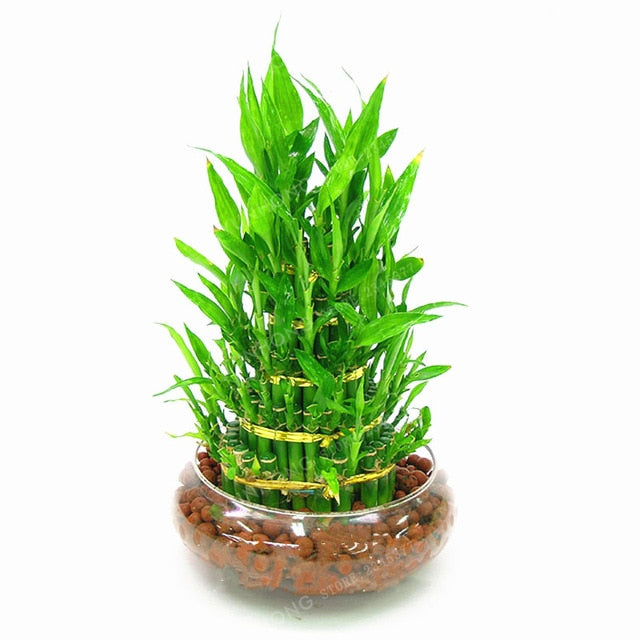 6 Kinds Lucky Bamboo Choose Potted Bonsai
