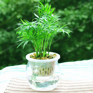 6 Kinds Lucky Bamboo Choose Potted Bonsai