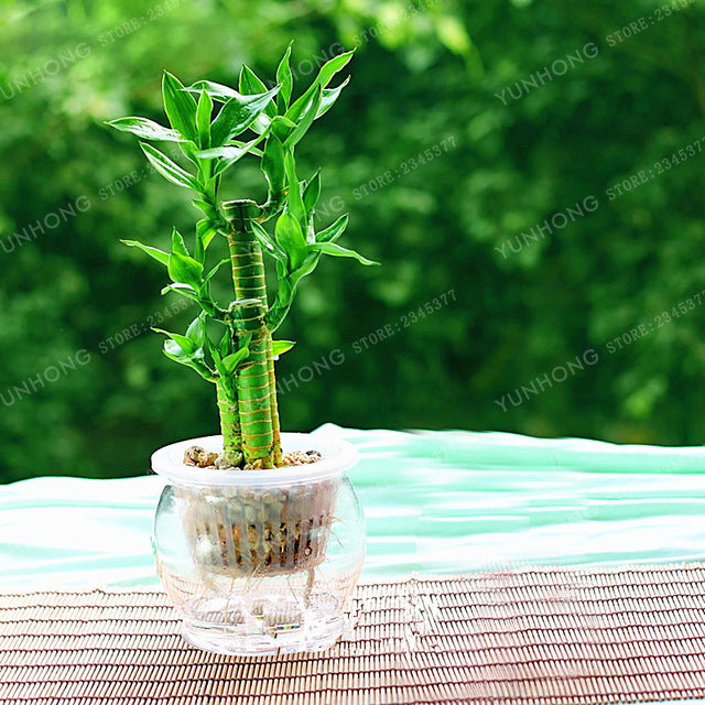 6 Kinds Lucky Bamboo Choose Potted Bonsai